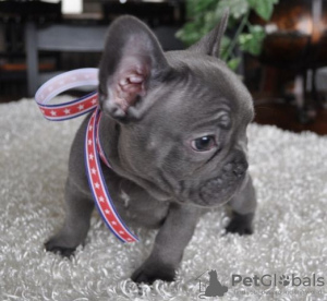 Photo №1. french bulldog - for sale in the city of Nuremberg | negotiated | Announcement № 64576