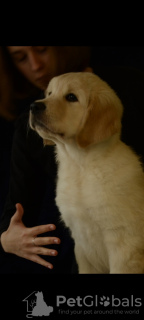 Photo №1. golden retriever - for sale in the city of St. Petersburg | 1000$ | Announcement № 13618