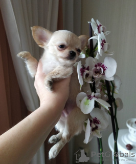 Photo №1. chihuahua - for sale in the city of New York | 400$ | Announcement № 104170