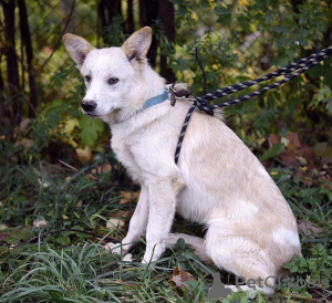 Photo №3. Wonderful polar bear cub Kai is looking for a home!. Russian Federation