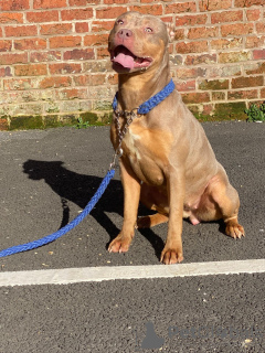 Photo №3. American Bully xl. United Kingdom