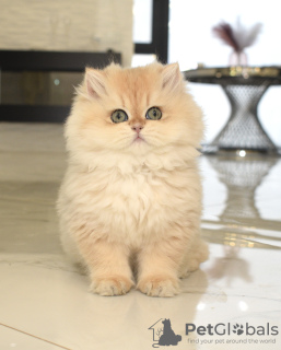 Photo №1. british longhair - for sale in the city of Krivoy Rog | negotiated | Announcement № 33076