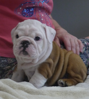 Photo №3. English bulldog puppies. Belarus