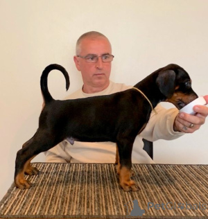 Photo №3. Cute Dachshund Puppies. United States