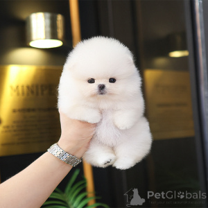 Photo №2 to announcement № 151886 for the sale of pomeranian - buy in United States breeder