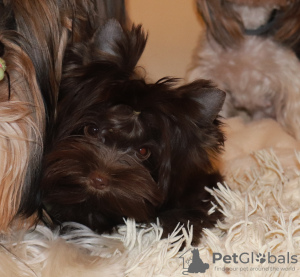 Photo №2 to announcement № 17610 for the sale of beaver yorkshire terrier - buy in Belarus from nursery