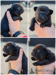 Photo №2 to announcement № 95766 for the sale of french bulldog - buy in Serbia breeder