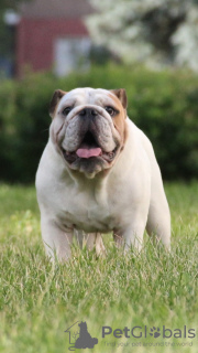 Photo №1. english bulldog - for sale in the city of Minsk | negotiated | Announcement № 92721