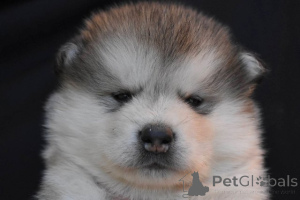 Photo №3. Alaskan Malamute puppies. Serbia