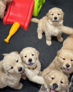 Photo №1. golden retriever - for sale in the city of Espoo | 361$ | Announcement № 174483
