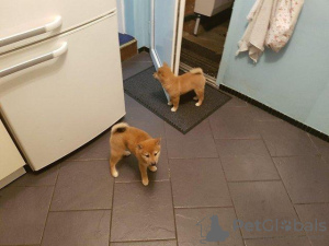 Photo №1. shiba inu - for sale in the city of Kėdainiai City Eldership | 507$ | Announcement № 116174