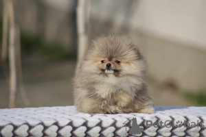 Photo №2 to announcement № 96873 for the sale of pomeranian - buy in Serbia 
