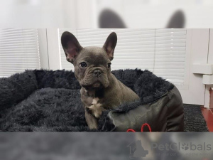 Photo №2 to announcement № 124855 for the sale of french bulldog - buy in Germany private announcement