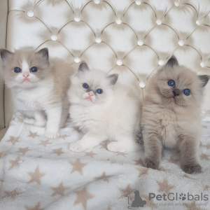 Photo №1. ragdoll - for sale in the city of Helsinki | negotiated | Announcement № 107544