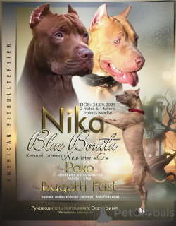 Photo №2 to announcement № 163974 for the sale of american pit bull terrier - buy in Azerbaijan from nursery, breeder