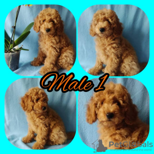 Photo №2 to announcement № 14697 for the sale of poodle (dwarf) - buy in Ukraine 