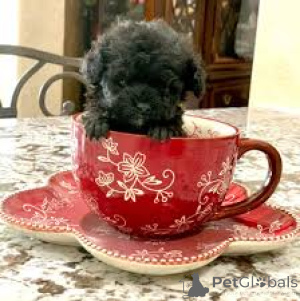 Photo №2 to announcement № 165285 for the sale of poodle (toy) - buy in Belgium private announcement, breeder