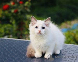 Photo №1. ragdoll - for sale in the city of Melbourne | 400$ | Announcement № 121525