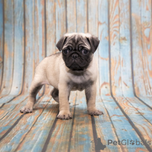 Photo №2 to announcement № 52296 for the sale of pug - buy in Germany breeder