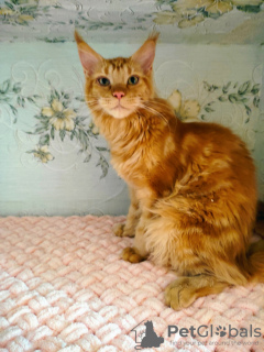 Photo №1. maine coon - for sale in the city of Minsk | 196$ | Announcement № 7421