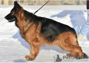 Additional photos: German Shepherd longhaired 11 months old male