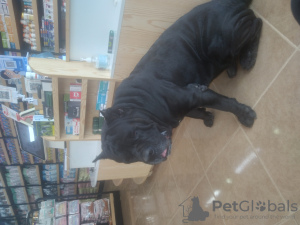 Photo №2 to announcement № 105743 for the sale of bandog - buy in Lao private announcement