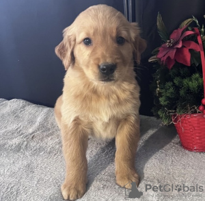 Photo №2 to announcement № 102892 for the sale of golden retriever - buy in United States from nursery, breeder