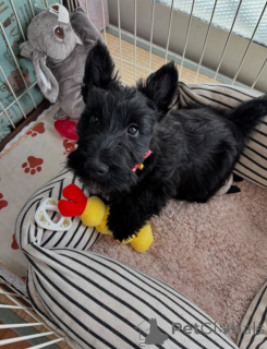 Photo №4. I will sell scottish terrier in the city of Arizona City. breeder - price - 1800$