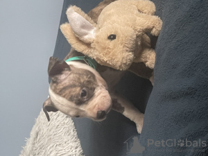 Photo №1. american bully - for sale in the city of Września | 4226$ | Announcement № 77296