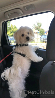 Photo №2 to announcement № 166002 for the sale of maltese dog - buy in Swaziland 