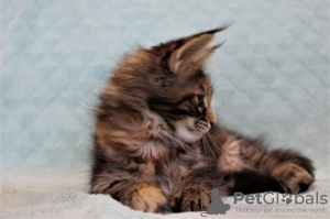 Photo №3. Maine Coon (kitty). Russian Federation