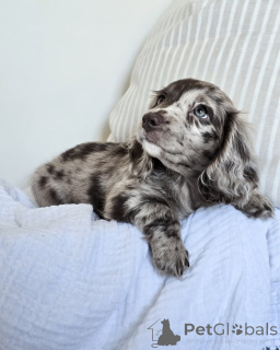 Photo №2 to announcement № 152208 for the sale of non-pedigree dogs - buy in Germany private announcement, breeder