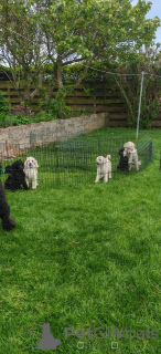 Photo №3. Poodle Standard Beautiful girls excellent pedigree, KC registered microchipped. United States