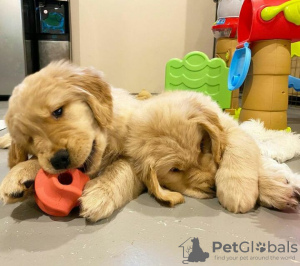 Photo №1. golden retriever - for sale in the city of Tel Aviv | Is free | Announcement № 109727