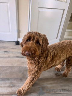 Photo №2 to announcement № 157669 for the sale of labradoodle - buy in Italy private announcement