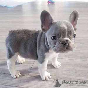 Photo №1. french bulldog - for sale in the city of Anderlecht | 169$ | Announcement № 75552