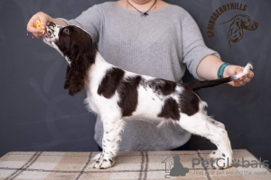 Photo №3. English Springer Spaniel puppy. Ukraine