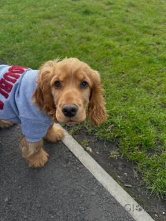 Photo №2 to announcement № 169613 for the sale of english cocker spaniel - buy in Germany private announcement