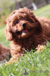 Photo №1. kavapu - for sale in the city of Minsk | 1318$ | Announcement № 153922