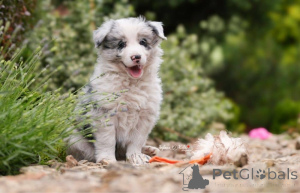 Photo №2 to announcement № 160306 for the sale of border collie - buy in Finland private announcement