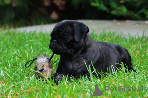 Photo №2 to announcement № 157346 for the sale of pug - buy in Germany private announcement, breeder