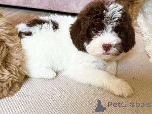 Photo №2 to announcement № 166529 for the sale of labradoodle - buy in Serbia 