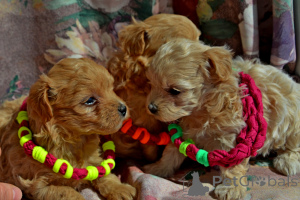 Photo №1. maltipu - for sale in the city of Kiev | 1000$ | Announcement № 169063