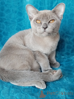 Photo №4. I will sell burmese cat in the city of Krasnodar. breeder - price - 812$