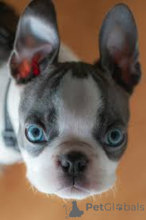 Photo №1. boston terrier - for sale in the city of London | negotiated | Announcement № 136216