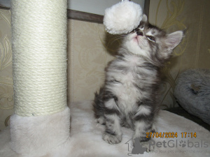 Photo №4. I will sell maine coon in the city of Riga. from nursery, breeder - price - 740$