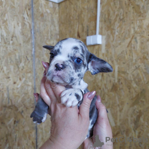 Additional photos: Blue French Bulldog