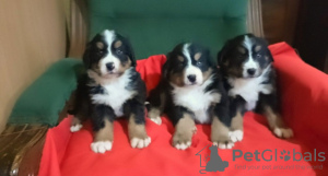 Photo №1. bernese mountain dog - for sale in the city of Bocar | negotiated | Announcement № 82521