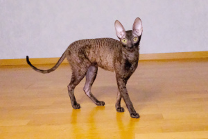 Photo №4. I will sell cornish rex in the city of St. Petersburg. from nursery - price - negotiated