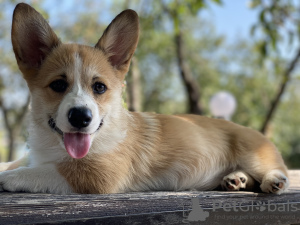 Photo №1. welsh corgi - for sale in the city of Saratov | negotiated | Announcement № 64582